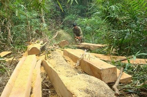 Lâm nghiệp Tây Nguyên chỉ khai thác 0,0675% gỗ được trồng mỗi năm (?)