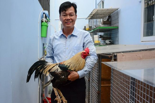 Tận mắt coi gà có cặp chân vảy rồng ở Sài Gòn 