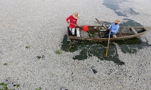 Formosa: Cá chết do sai sót của nhà thầu phụ, trong giai đoạn vận hành thử