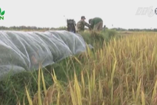 Sáng chế máy bắt 10 kg chuột trong 1 giờ của nông dân Quảng Bình