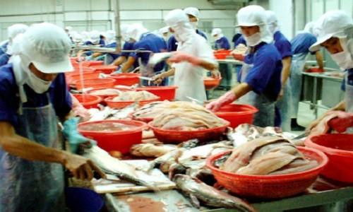 Sẽ kiểm tra 100% lô hàng xuất khẩu cá tra vào thị trường Hoa Kỳ