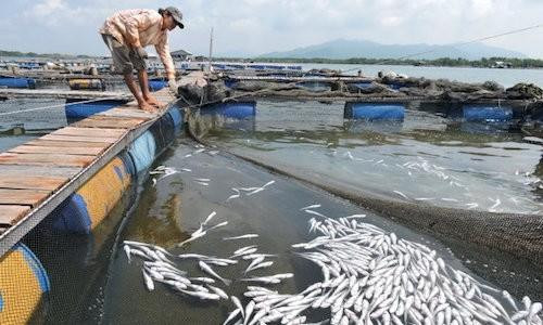 Vũng Tàu: Ngư dân tiếp tục kiện 13 doanh nghiệp gây ô nhiễm môi trường