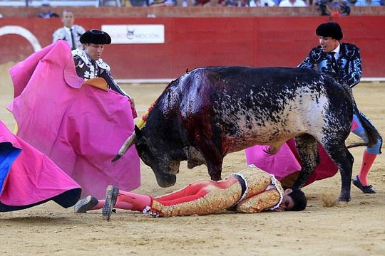 Đấu sĩ Tây Ban Nha bị bò húc thiệt mạng trên sóng truyền hình