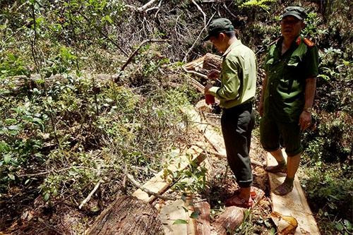 Vụ phá rừng pơ mu nghiêm trọng ở Quảng Nam: Tước quân tịch nếu biên phòng tiếp tay