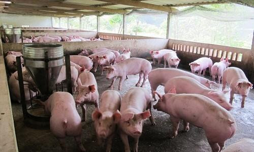 Trung Quốc giảm thu mua, thịt lợn hơi rớt giá