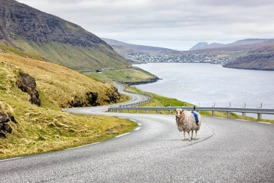 Hòn đảo hoang sơ do cừu thực hiện 'Google Street View' 