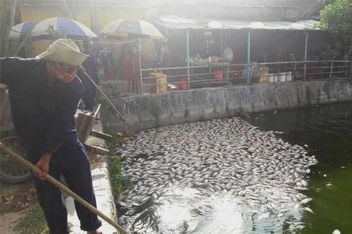 Đà Nẵng: Cá chết hàng loạt trong công viên nghi ‘do ngộ độc’