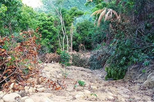 Kiểm lâm Đà Nẵng ấp úng khi bị chất vấn việc phá rừng ngay trên hầm Hải Vân