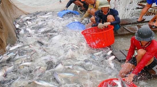 Thương lái Trung Quốc nghỉ mua, giá cá tra giảm mạnh