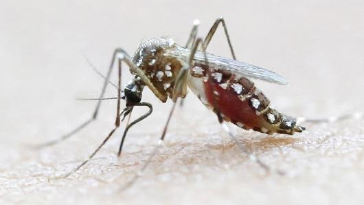 Mỹ chuẩn bị thử nghiệm muỗi biến đổi gien ngừa vi rút Zika