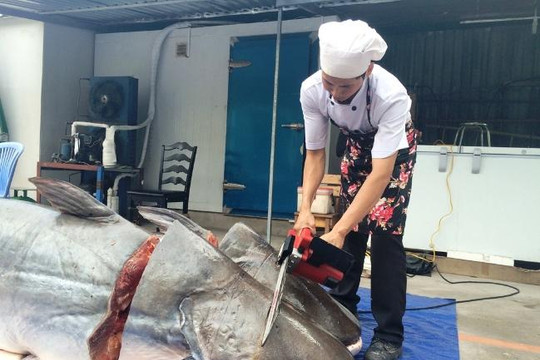 Cặp cá tra khủng 360kg từ Lào ‘bơi’ về Sài Gòn