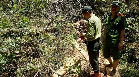 Phá rừng pơ mu Quảng Nam: Bắt 9 đối tượng, chưa khẳng định được biên phòng bao che