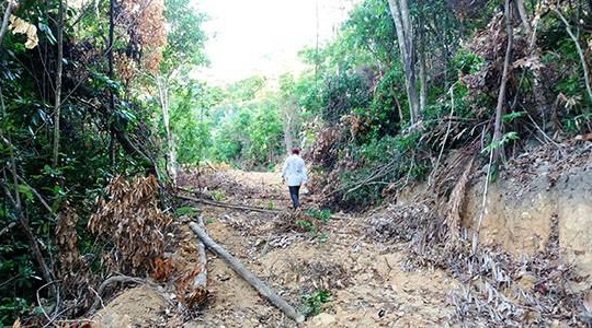 Chưa ai ‘trả giá’ về chuyện phá rừng sau tuyên bố của Bí thư Nguyễn Xuân Anh