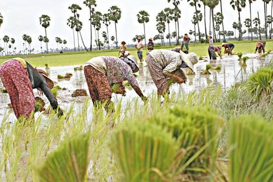 Campuchia bác bỏ cáo buộc của CNRP vụ cho nông dân Việt Nam thuê đất