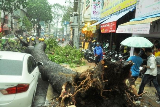 Lại thêm vụ cây lớn đổ đè người tại TP.HCM