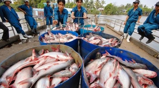 Thương lái Trung Quốc gian manh, người dân nuôi cá tra điêu đứng