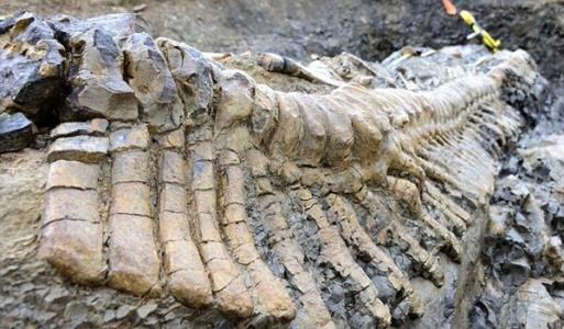 Phục dựng và mô tả được khủng long ăn thịt lớn nhất ở Đức