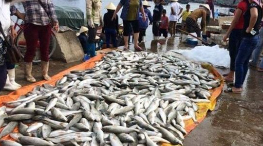 Vụ cá chết bất thường tại Thanh Hóa và 400 tấn hóa chất từ Formosa: BQL Nghi Sơn nói gì?