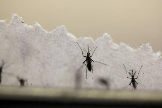 Nhật Bản phát hiện người phụ nữ Việt Nam nhiễm virus Zika 