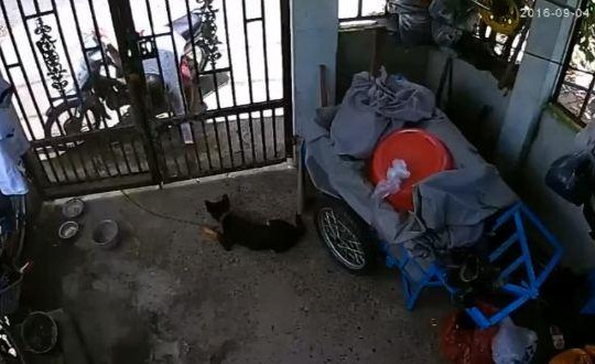 Trộm leo cổng rào để lôi chó bị dính bả ra ngoài