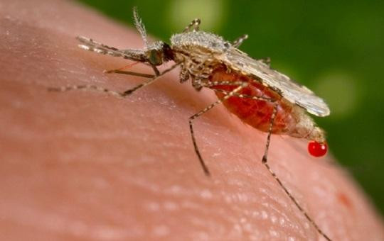 Nhiều nơi TP.HCM xuất hiện bệnh sốt rét