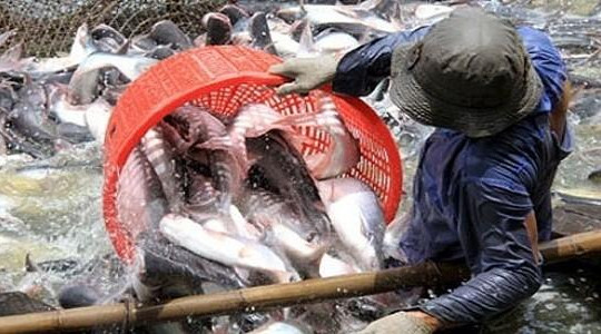 Hộ nuôi cá tra cần thận trọng trong hợp đồng dài hạn với thương lái Trung Quốc