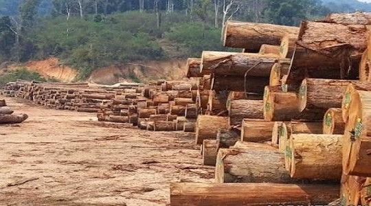 Rừng cạn kiệt, công nghiệp gỗ chuyển hướng phát triển