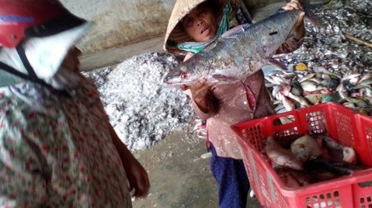 Cá chết ở 4 tỉnh miền Trung, hơn 2.000 tỉ vốn vay của ngư dân bị ảnh hưởng