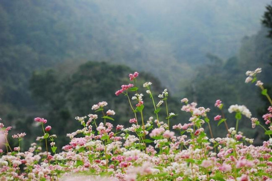 Mùa hoa tam giác mạch ở cao nguyên đá Hà Giang 