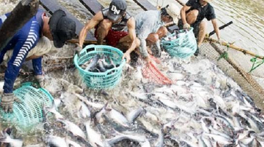 Mỹ và châu Âu dồn dập đặt hàng cá tra của Việt Nam
