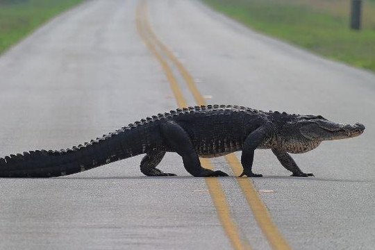 Cá sấu ung dung dạo bước trên đường phố Mỹ