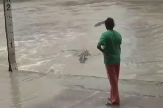 Cá sấu khổng lồ bỏ chạy khi bị người phụ nữ cầm dép hù dọa