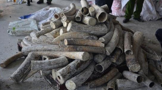 Lại phát hiện 1 tấn ngà voi giấu trong gỗ tại TP.HCM