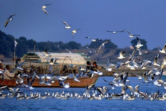 Bí ẩn ở ngôi làng có hàng ngàn con chim bay về ‘tự sát’ mỗi năm