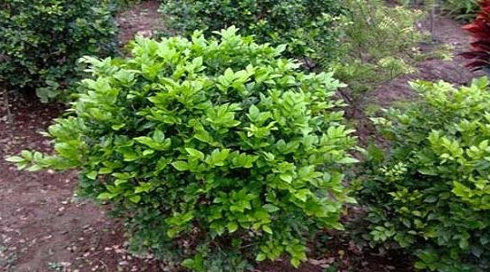 Nhiều loại thực vật, cây thuốc của Việt Nam có khả năng chống ung thư