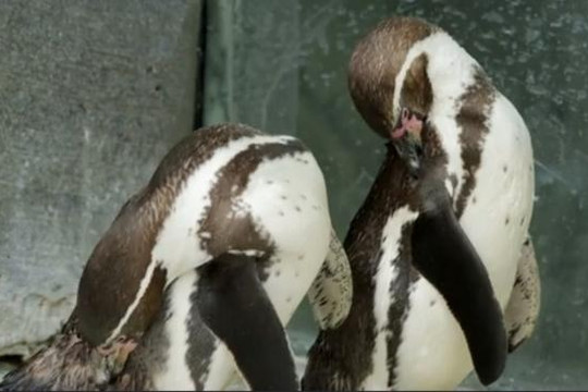 Hai chú chim cánh cụt đồng tính kỷ niệm 10 năm 'yêu' nhau