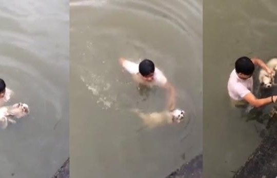 Clip Soái ca nhảy xuống kênh Nhiêu Lộc cứu chó đuối nước, bắt kẻ giật túi chân dài ở Sài Gòn