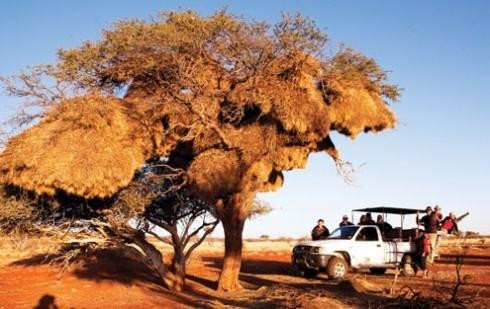 Namibia, tiếng gọi nơi hoang dã