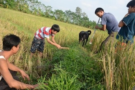 Rộn ràng mùa săn chuột đồng