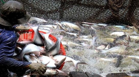 Giá cá tra tăng do thương lái Trung Quốc thu mua trở lại