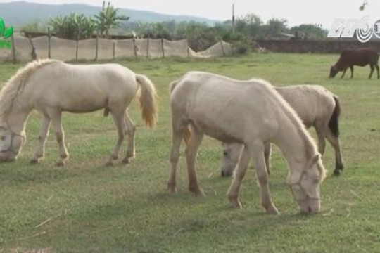 Mô hình nuôi ngựa bạch bán hoang dã ở Bắc Giang