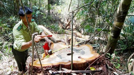 Quảng Nam: Kỷ luật hàng loạt cán bộ, sĩ quan vụ phá rừng pơ mu