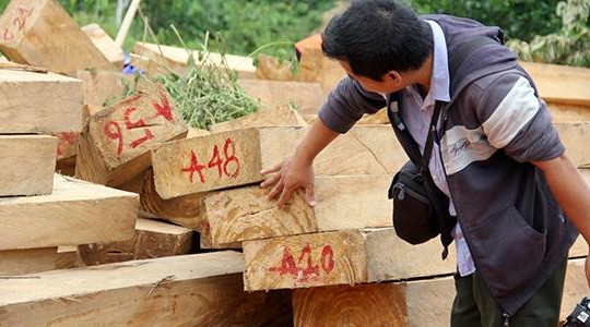 Vụ phá rừng pơ mu Quảng Nam: Đang làm rõ liên quan đến đại úy Lê Xuân Chính
