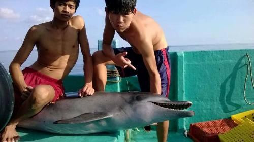Tìm được nhóm ngư dân sát hại cá heo ở Phú Quốc
