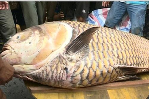 Ngư dân Vĩnh Long bắt được cá hô vàng nặng hơn 125kg