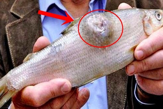 Bắt được con cá có khối u kỳ dị, mổ ra không ngờ lại là thứ này