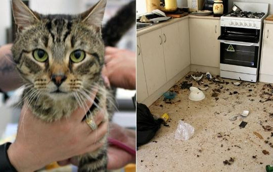 Một phụ nữ Úc bỏ đói 14 con mèo tới chết