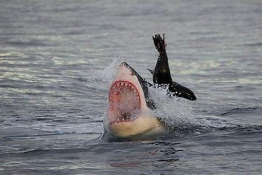Cá mập trắng tấn công hải cẩu sát bờ biển Mỹ