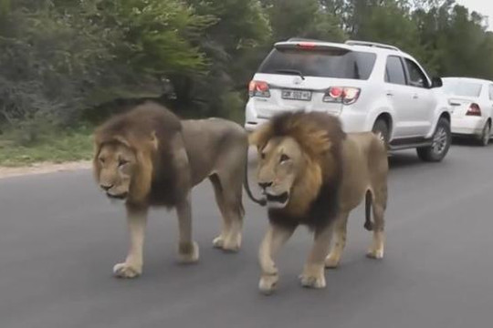 Đoàn xe của du khách nhường đường cho đôi sư tử đi qua