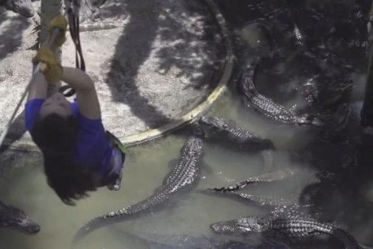 Du lịch mạo hiểm trượt zipline qua hồ đầy cá sấu